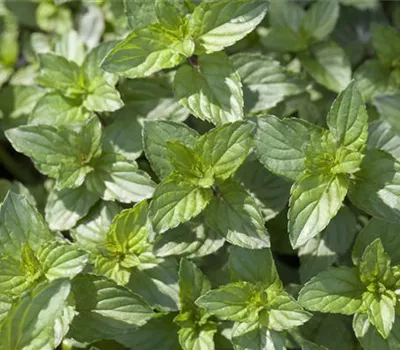 Mentha piperita