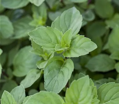 Mentha x piperita 'Lemon' Mentha x piperita 'Lemon'