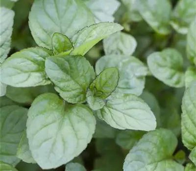 Mentha x piperita var.citrata 'Orangina'