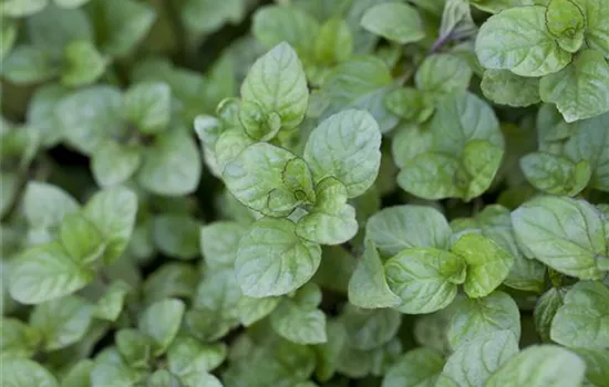 Die Zitronen-Minze: die frische Sonnenanbeterin Die Zitronen-Minze: die frische Sonnenanbeterin