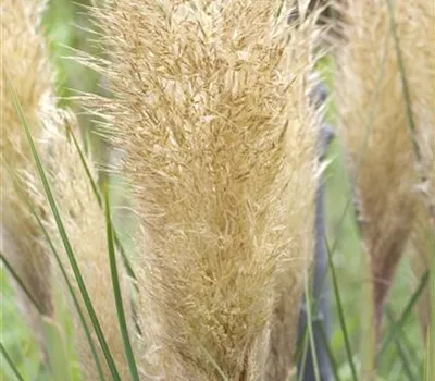 Cortaderia selloana, veg.