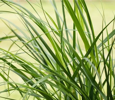 Cortaderia selloana 'Rosea', gen.