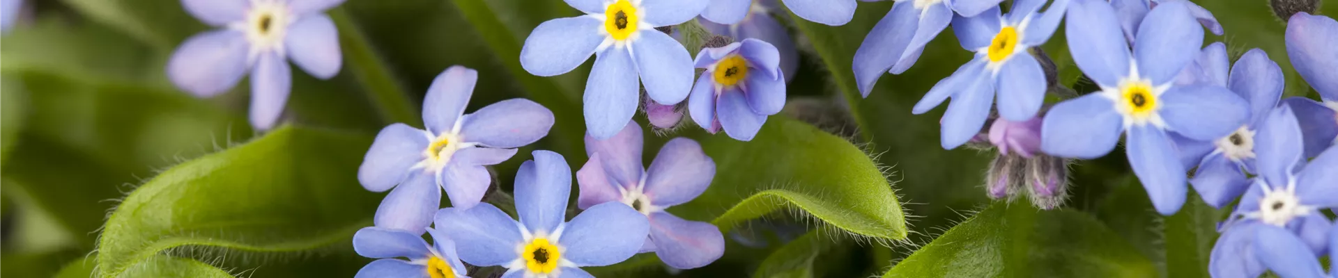 Myosotis sylvatica Myosotis sylvatica