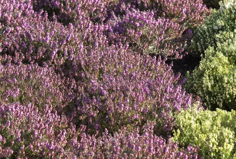Erica carnea 'Mojave' Erica carnea 'Mojave'