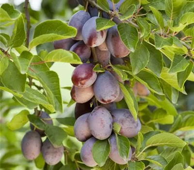 Prunus dom.'Hauszwetsche' CAC