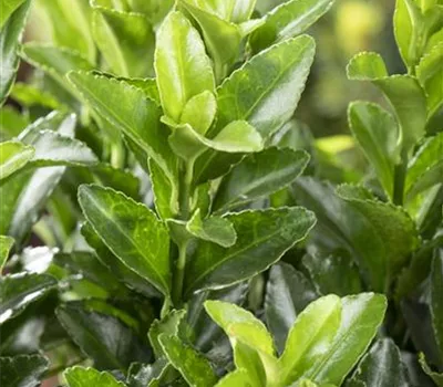Euonymus japonicus 'Green Spire'