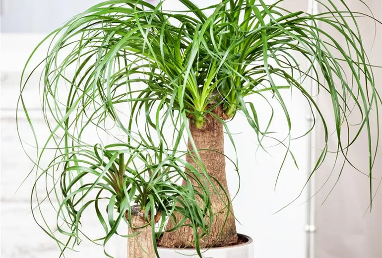 Beaucarnea recurvata