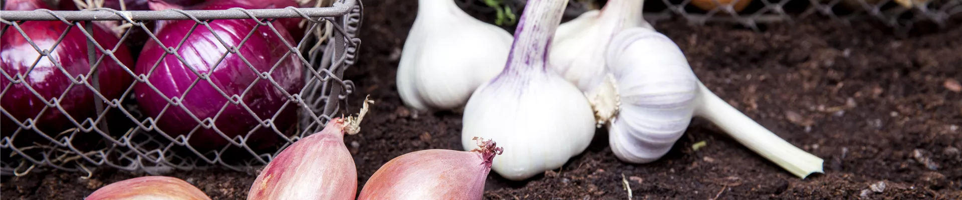 Allium sativum Allium sativum