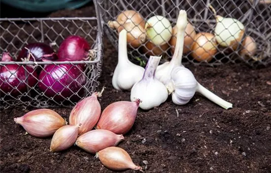 Zwiebelernte Zwiebelernte