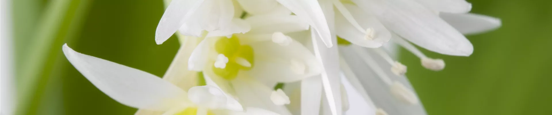 Allium ursinum Allium ursinum