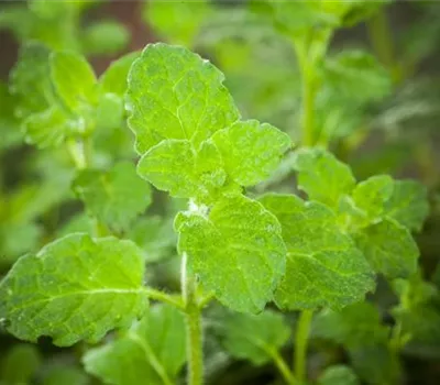 Mentha species 'Erdbeerminze'