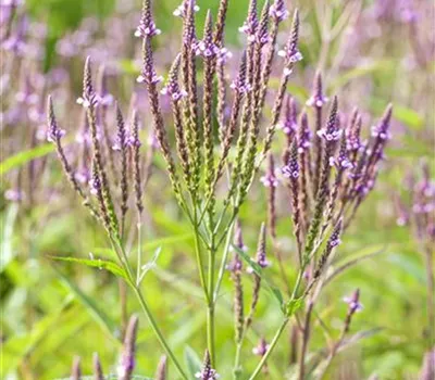 Verbena officinalis