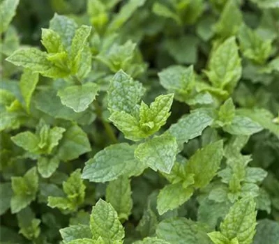 Mentha spicata 'Hugo'