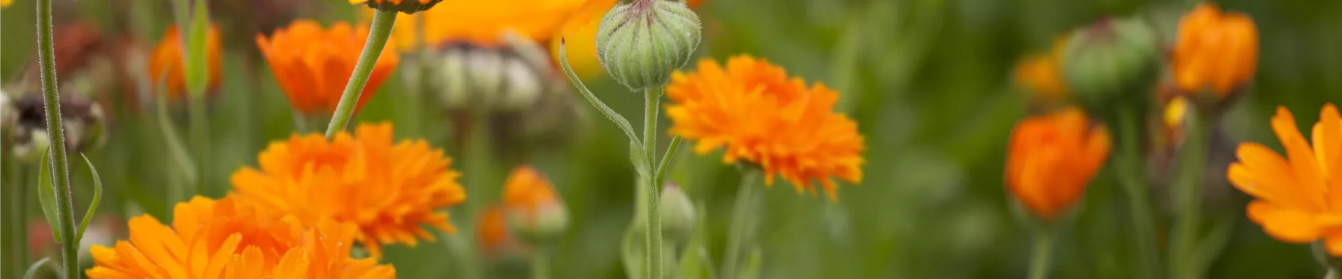 Calendula officinalis Calendula officinalis