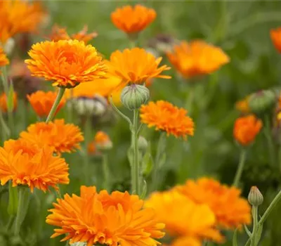 Die ersten Kräuter schon jetzt aussäen Die ersten Kräuter schon jetzt aussäen