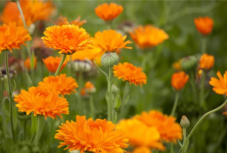Calendula officinalis
