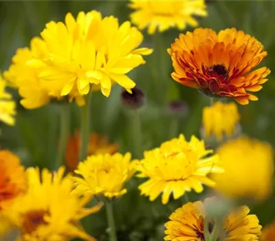 Gartenzauber im Zaubergarten. Etwas Magie gefällig? Gartenzauber im Zaubergarten. Etwas Magie gefällig?