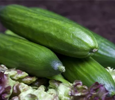 Gurken aus dem eigenen Garten Gurken aus dem eigenen Garten