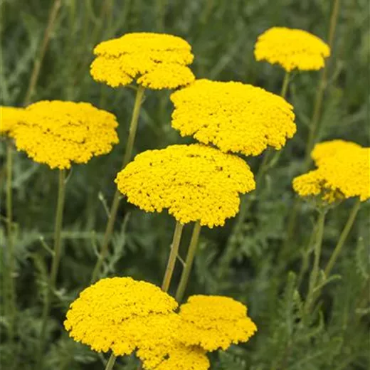 Achillea filipendulina 'Parker', gen.