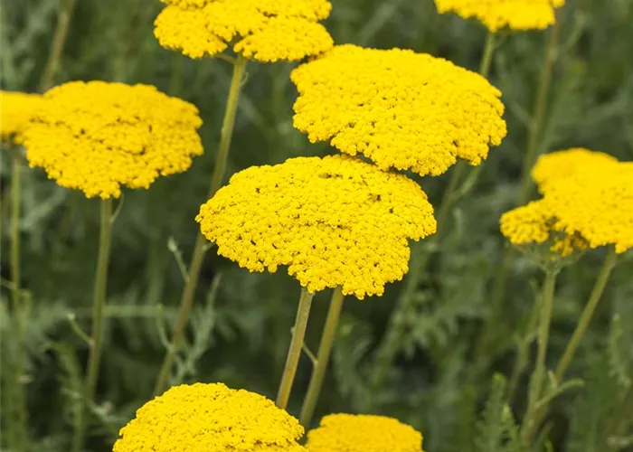 Achillea filipendulina 'Parker', gen.