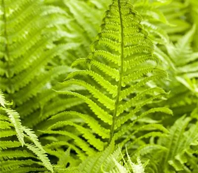 Athyrium filix-femina