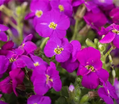 Aubrieta x cult.'Kitte Blue'