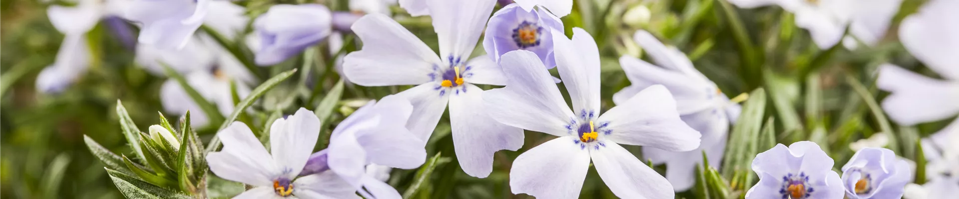 Phlox subulata Phlox subulata