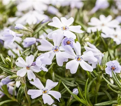 Phlox subulata 'White Delight'