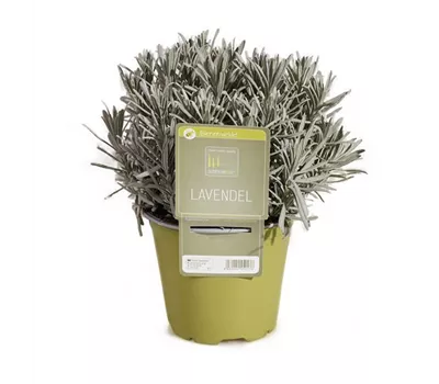 Lavandula angustifolia