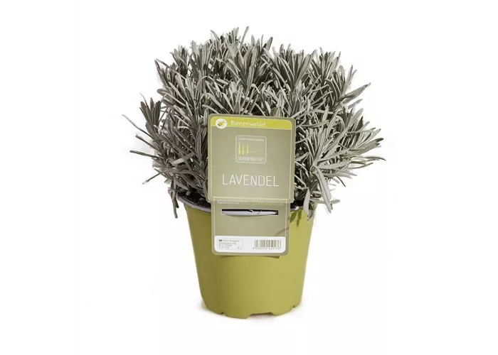 Lavandula angustifolia
