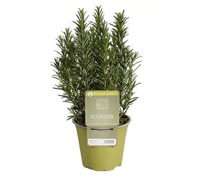 Rosmarinus officinalis Rosmarinus officinalis