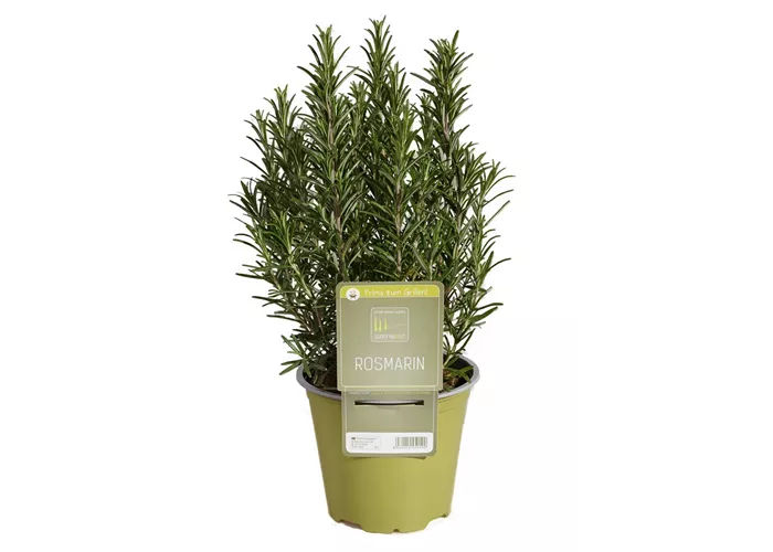 Rosmarinus officinalis