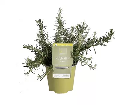 Rosmarinus officinalis 'Prostratus' Rosmarinus officinalis 'Prostratus'