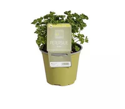 Petroselinum crispum, kraus