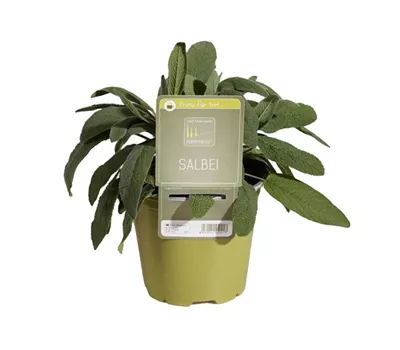 Salvia officinalis i.S. Salvia officinalis i.S.