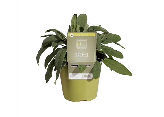 Salvia officinalis i.S.