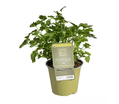 Petroselinum crispum, glatt