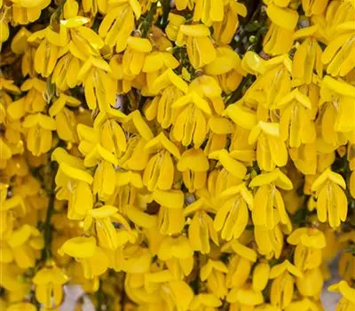 Cytisus scoparius 'Golden Sunlight' Cytisus scoparius 'Golden Sunlight'