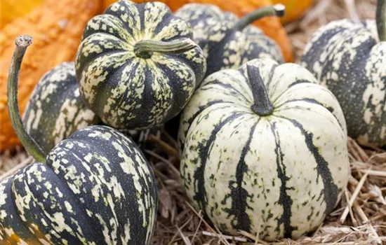 Reife Kürbisse ernten Reife Kürbisse ernten