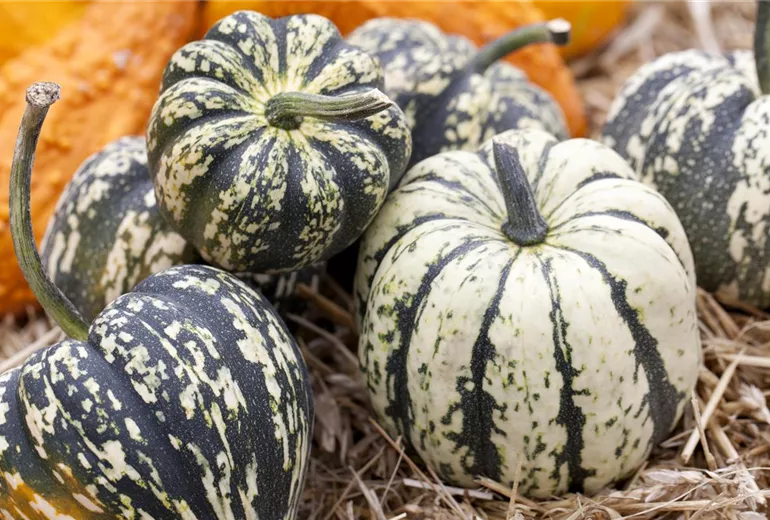 Cucurbita pepo