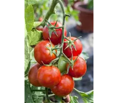 Solanum lycopersicum, Tomate rundfruchtig