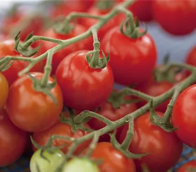 Solanum lycopersicum, Cocktail Tomate