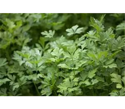 Petroselinum crispum, glatt Petroselinum crispum, glatt