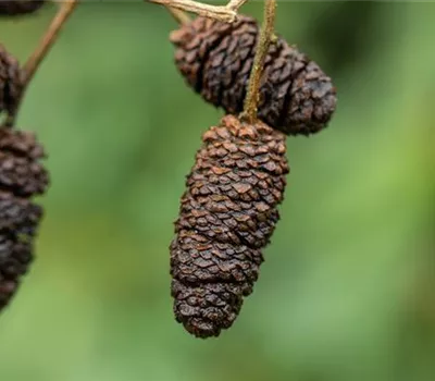 Alnus glutinosa