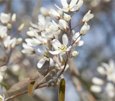 Amelanchier lamarckii