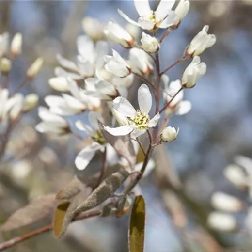 Amelanchier lamarckii Amelanchier lamarckii