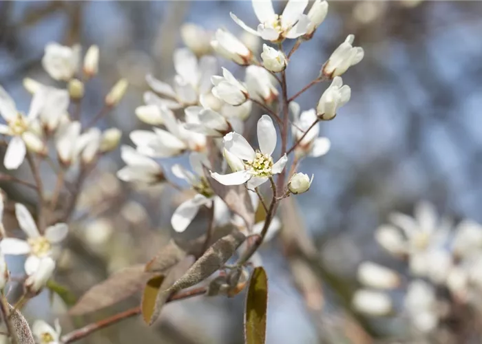 Amelanchier lamarckii