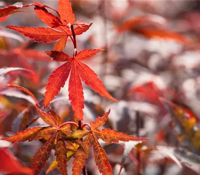 Acer palmatum "Skeeters Broom" Acer palmatum "Skeeters Broom"