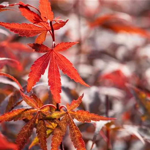 Acer palmatum "Skeeters Broom" Acer palmatum "Skeeters Broom"