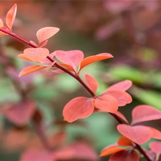Berberis ottawensis 'Superba'